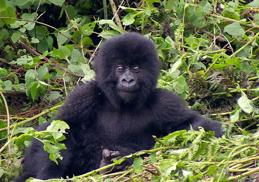 Rwanda Gorilla Trekking and Golden Monkey Tour