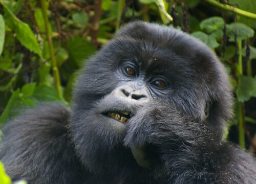 4 Days Gorilla tracking in Uganda