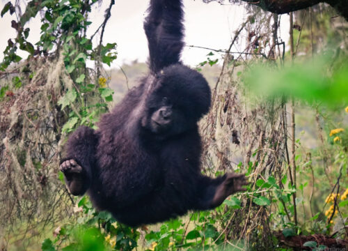 6 Days Uganda Gorilla & Lions Safari