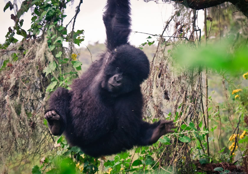 6 Days Uganda Gorilla & Lions Safari