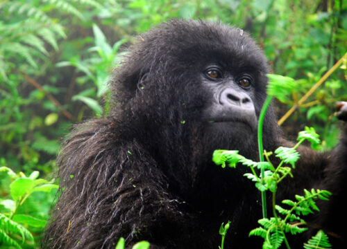 3 Days Bwindi Gorilla Trekking tour