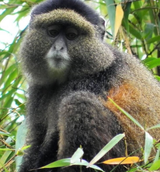 5 Days Rwanda Golden monkeys & Wildlife Safari