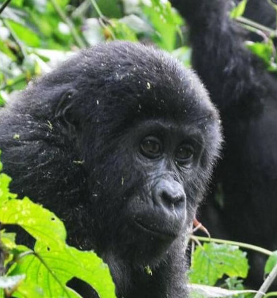7 Days Rwanda Gorillas & Chimps Trekking Tour