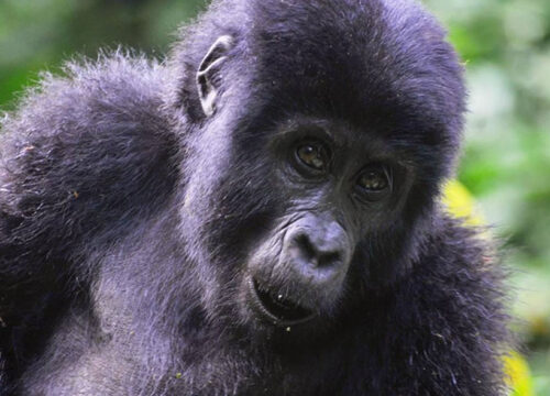 3 Days Rwanda Gorilla Tour