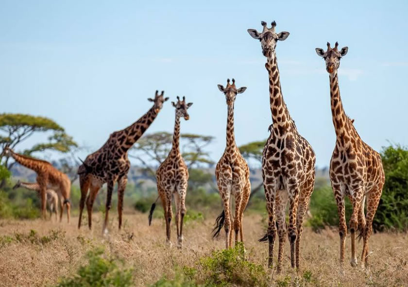 Big Five Luxury Safari in Tanzania