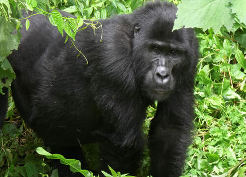 5 Days Double Gorilla Trekking and Wildlife Safari