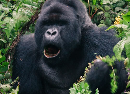 10 Days Best of Uganda Primates & “Big 5” Safari