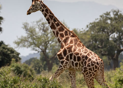 16 Days around Uganda Safari Adventure – Primates, Wildlife, Birding, Cultures & Marine Adventures