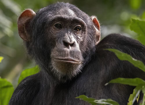 22 Days Karibu Uganda Special Safari – Primates, Wildlife, Cultures, Birding, & Marine Adventures