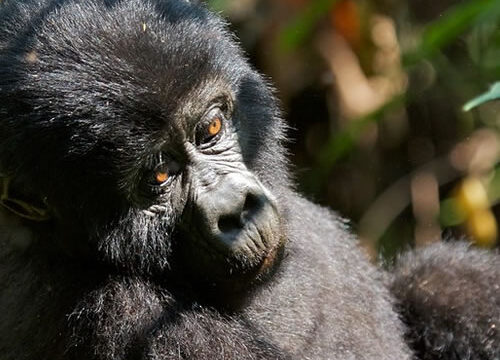 3 Days Gorilla Trekking and Lake Bunyonyi Safari