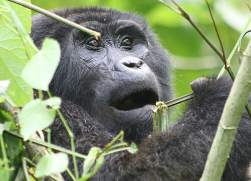 4 Days Uganda Gorilla Experience