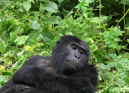 5 Days Uganda Premium Gorilla and Wildlife Safari