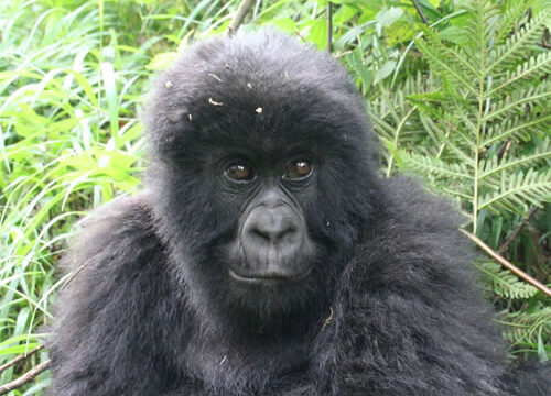 7 Days Uganda Primate Trekking & Wildlife Safari Encounter