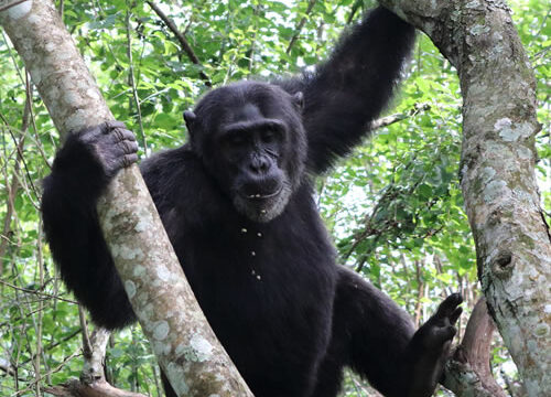 9 Days Uganda Special Big 2 Apes & Big 5 African Mammals
