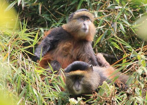 4 Days Uganda Gorillas And Golden Monkey Trekking Safari